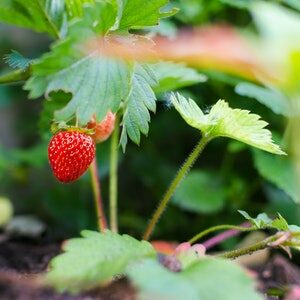 grow-strawberry-garden