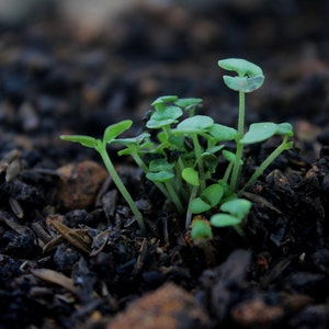 mulch-garden