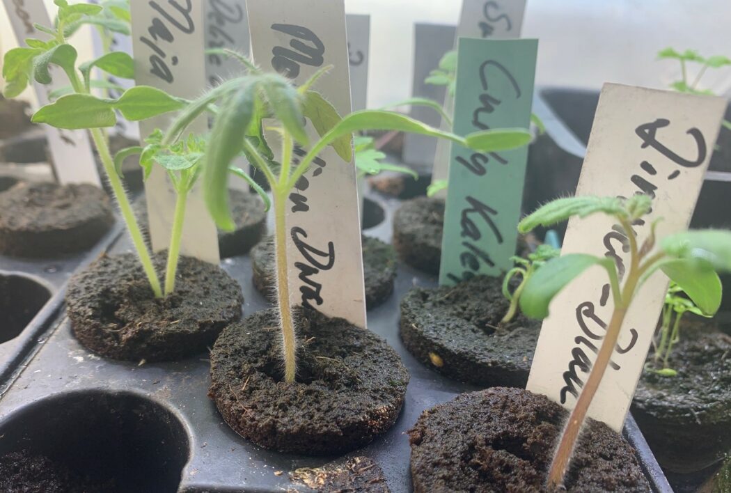 Små tomatplantor