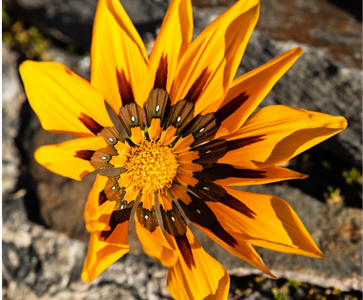 Gazanias