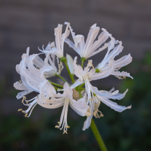 Nerines