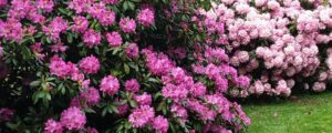 Perennial Rhododendron
