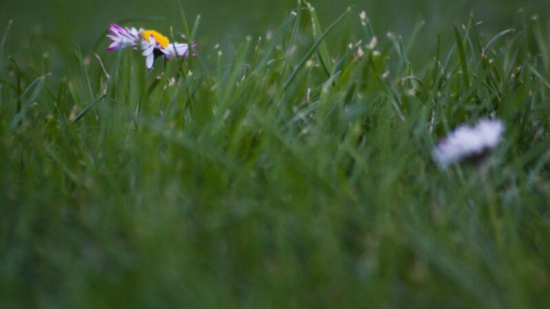 lawn in june, tips för grönare gräsmatta