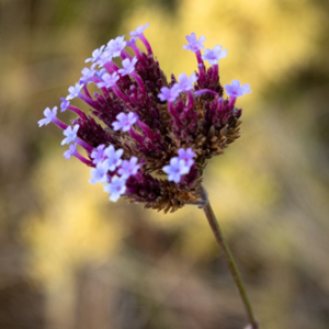 verbena bonariensis