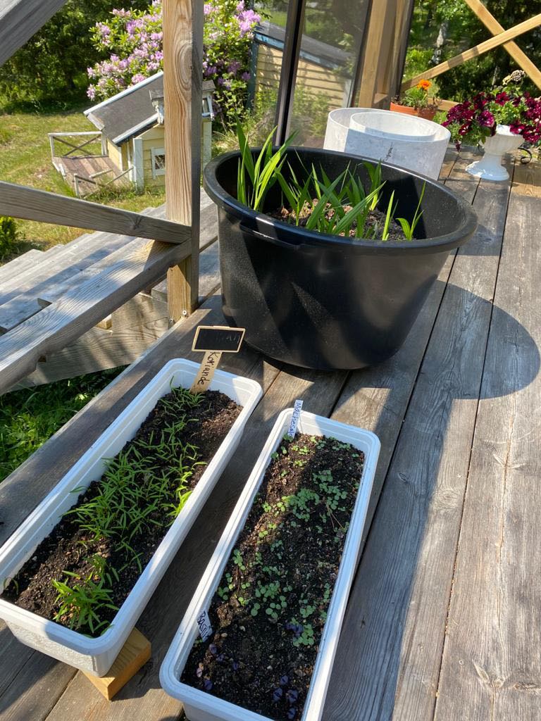 Plants in container