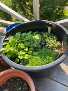 Plants in container