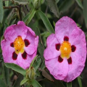 Cistus