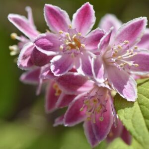 Deutzia