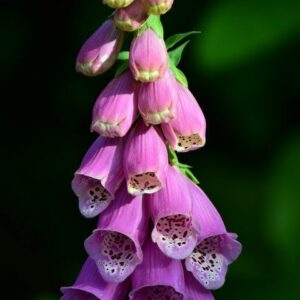 Digitalis (foxglove)