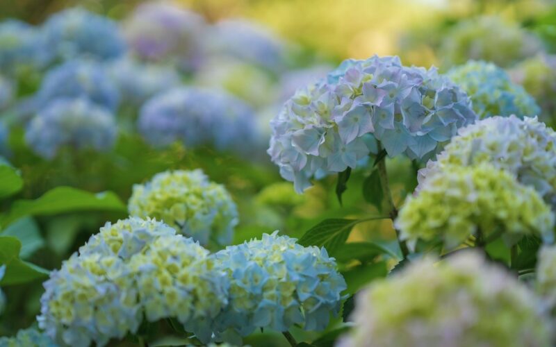 Hydrangeas