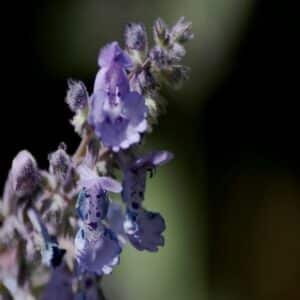 Nepeta Faassenii