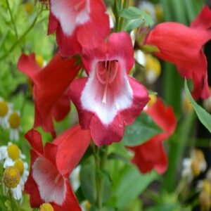 Penstemon