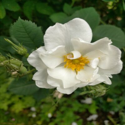 Rosa Alba Semi-Plena (The White Rose of York)