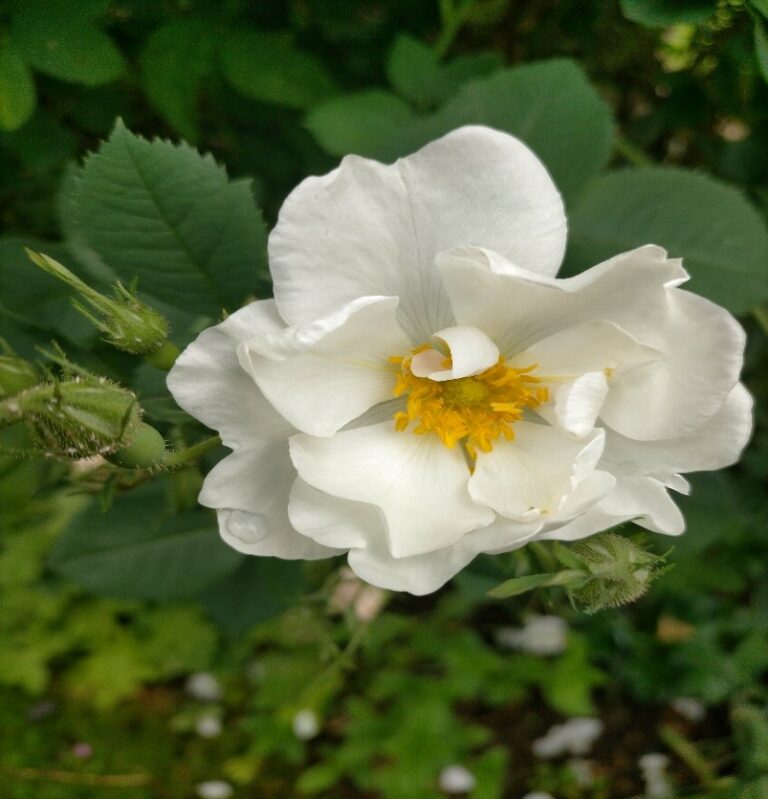 Rosa Alba Semi-Plena (The White Rose of York) - Gardenize