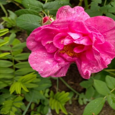 Rosa Gallica Officinalis (The Red Rose of Lancaster)