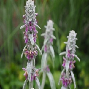 Stachys Lanata