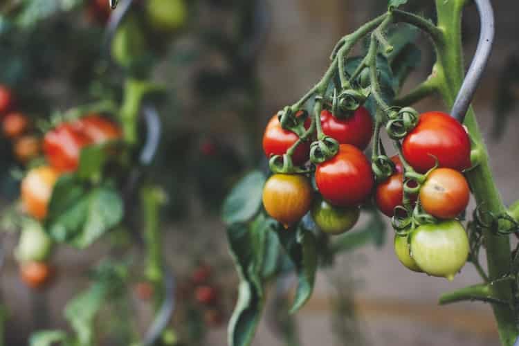 Summer: the season of tomatoes - How to succeed - Gardenize