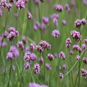 Verbena Bonariensis