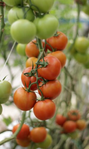 Tomater unsplash 2