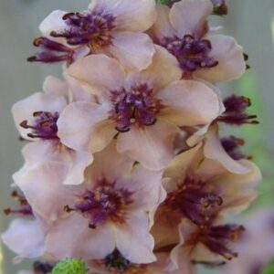 verbascum