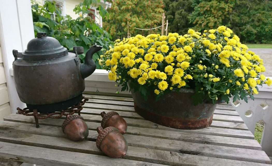 gula bollkryss