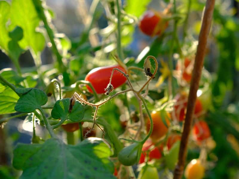 tomater - gardenize