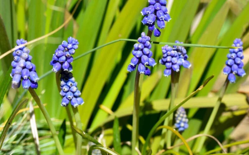 July and August in Otago