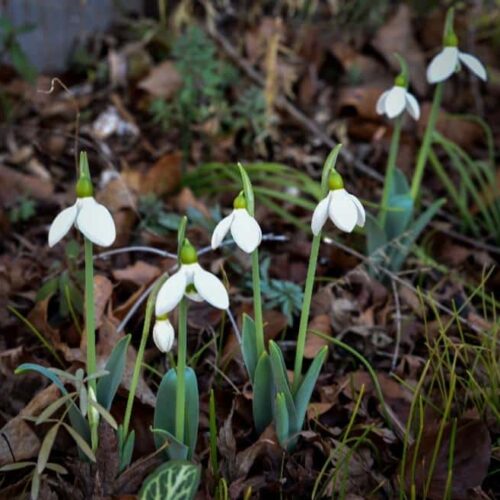 Brave snowdrops