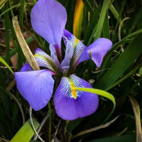 Blue irises