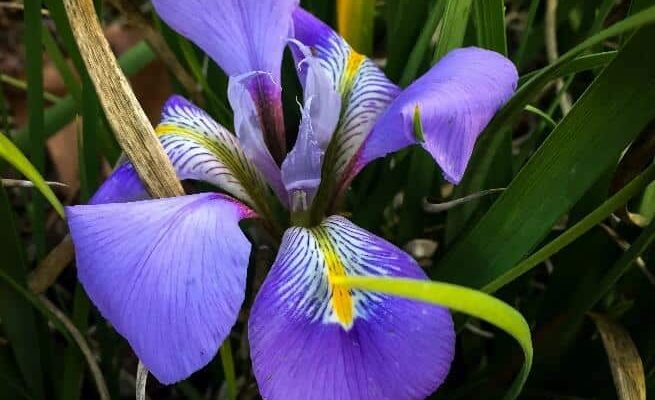 Blue irises