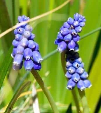 Muscari