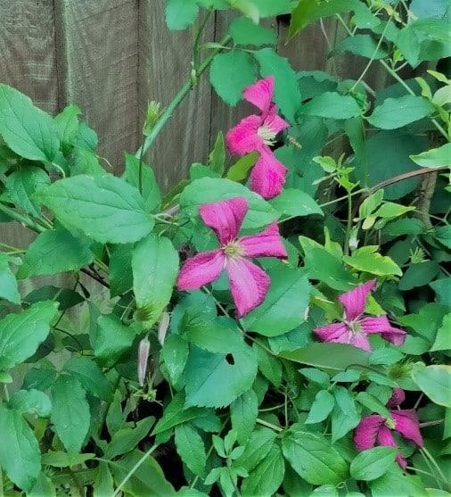 Clematis viticella