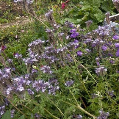 Phacelia