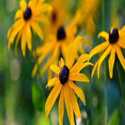 Rudbeckia