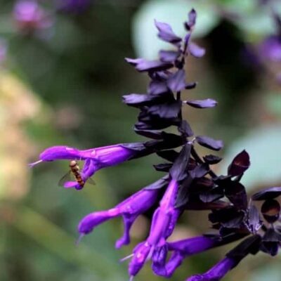 Salvia Amistad