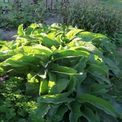 comfrey