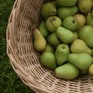 pear harvest