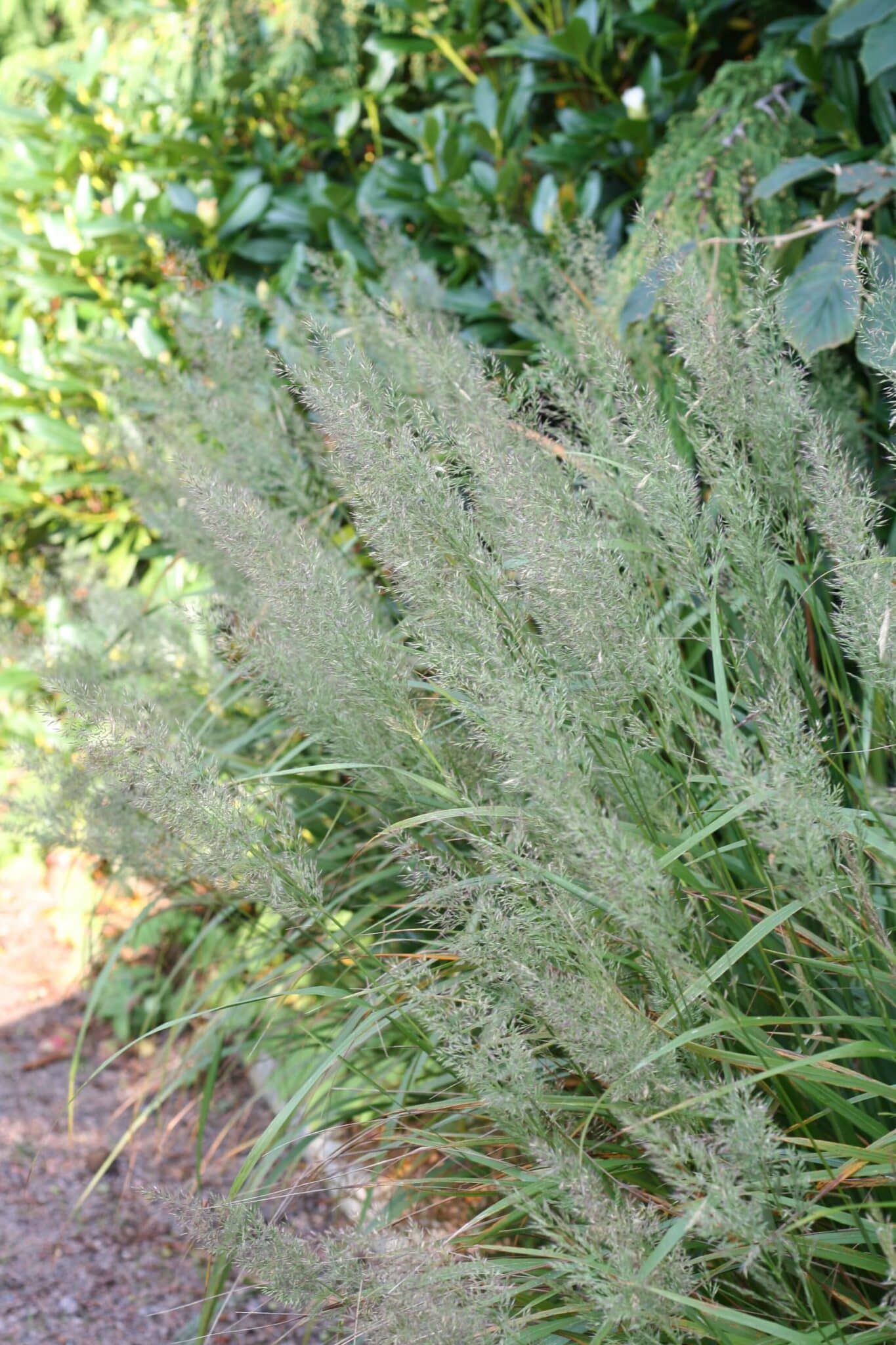 Diamanrör - prydnadsgräs - Calamagrostis brachytricha