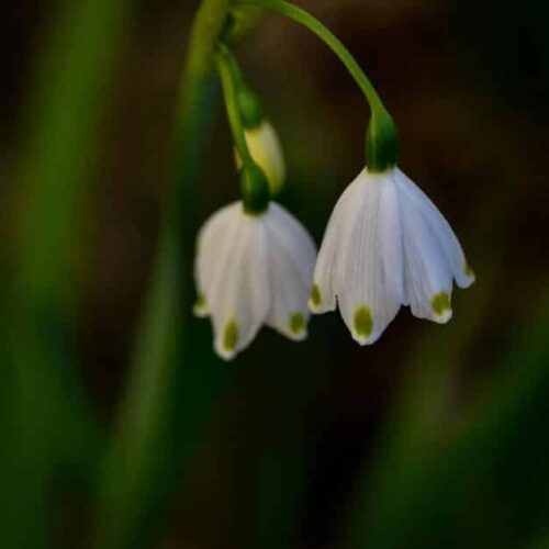 Leucojum