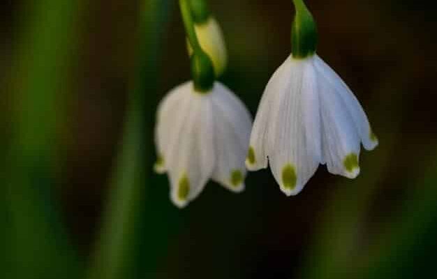 Leucojum