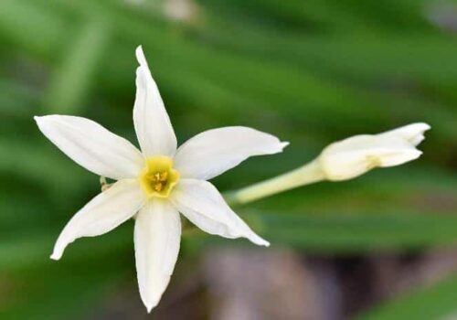 Cheerful jonquils