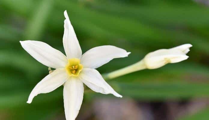 Cheerful jonquils