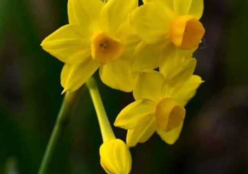 Cheerful jonquils