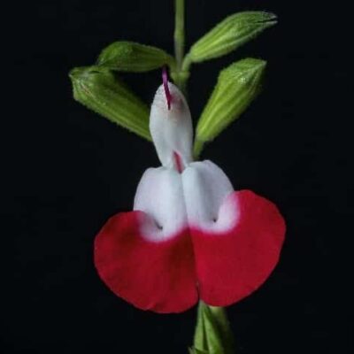 Salvia hotlips