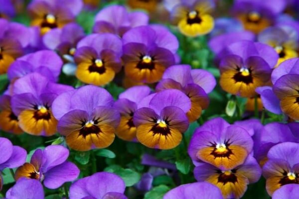 pansies