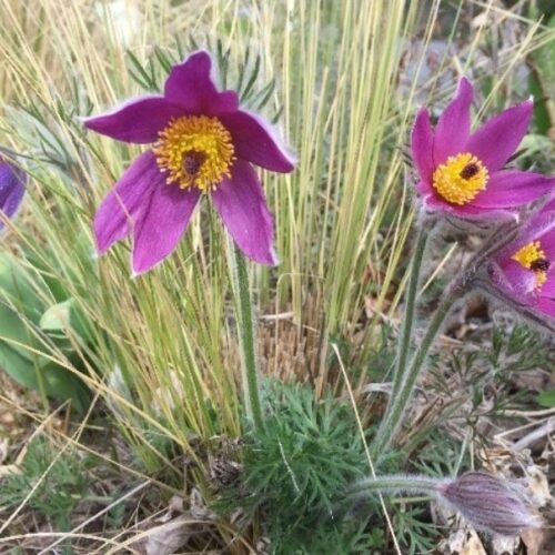 pulsatillas purple