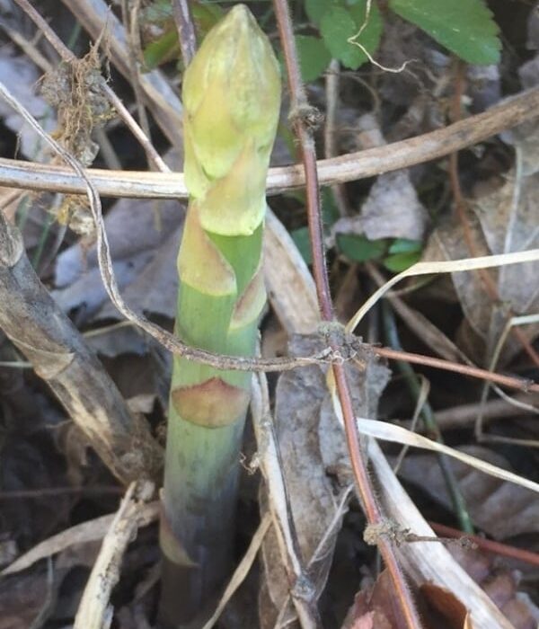 Asparagus Vegetables