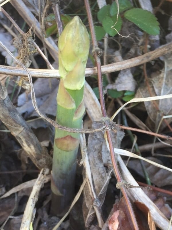 Asparagus Vegetables