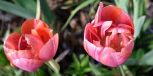 Tulip Flower Gardenize