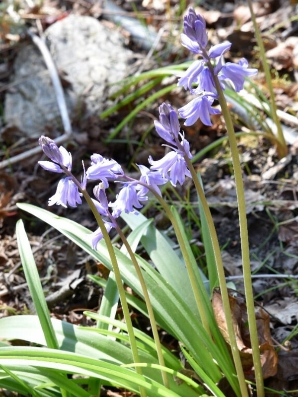 upside down bell shaped flower